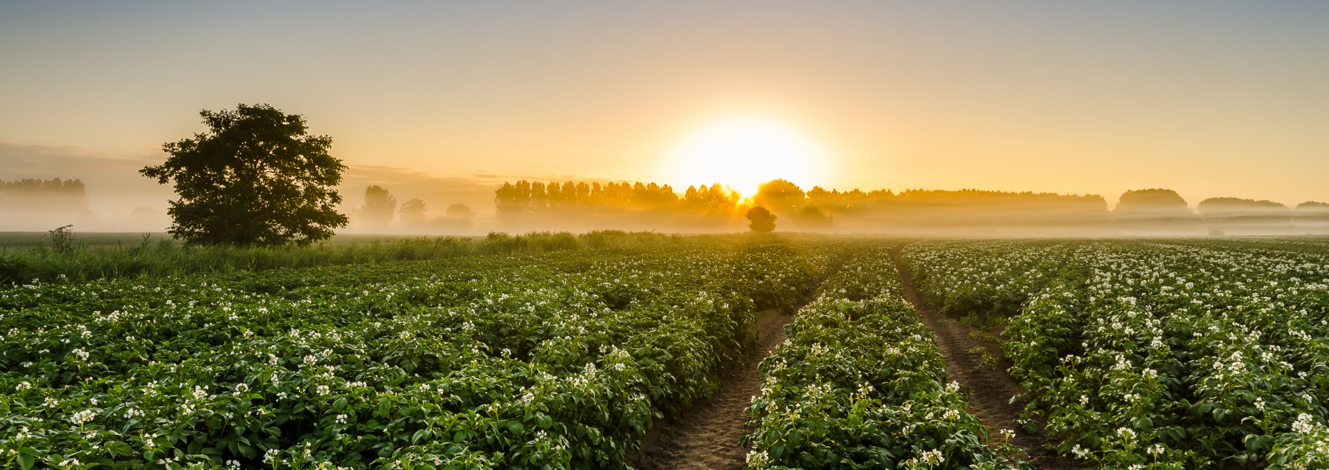 Zonsondergang boven een akker met aardappelplanten